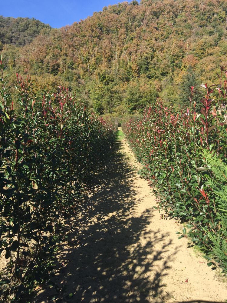 phot�nia 1.50 m � 1.80 10 Gaillac (81)