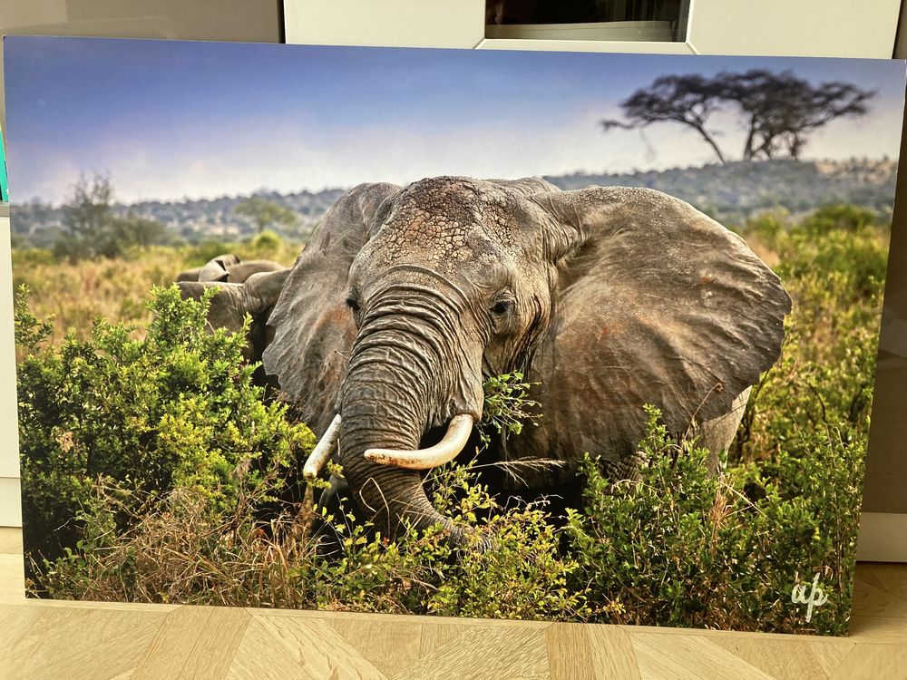 Photo d'un �l�phant 30 Annecy (74)