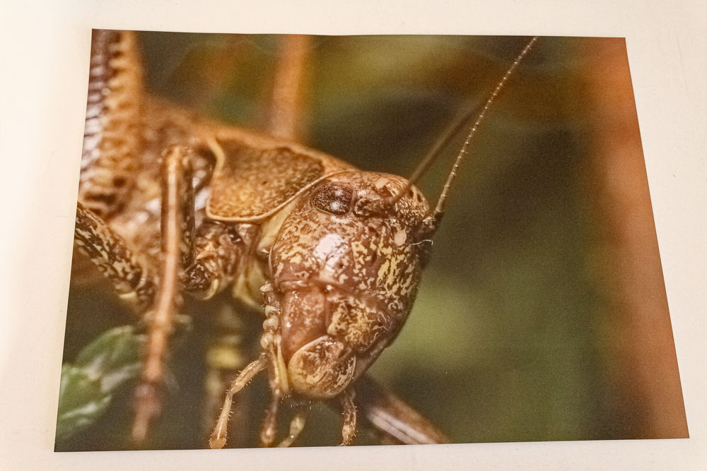 Photographie de sauterelle 01 15 Villerupt (54)