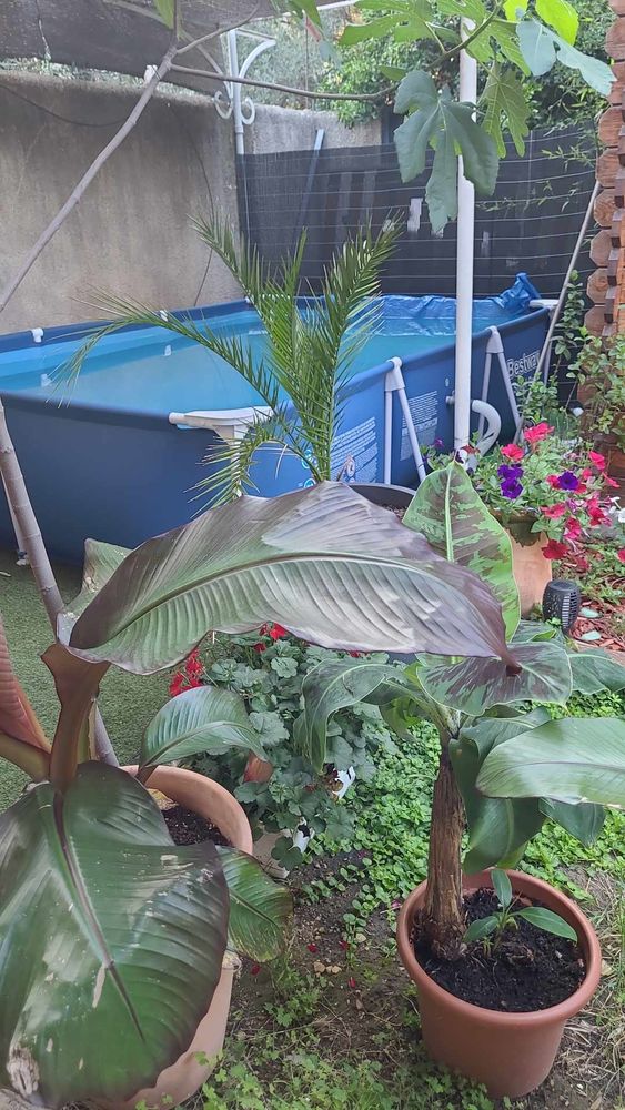 Picine Hors sol, 2m/3 et 66cm de hauteur /  occasion 90 N�mes (30)