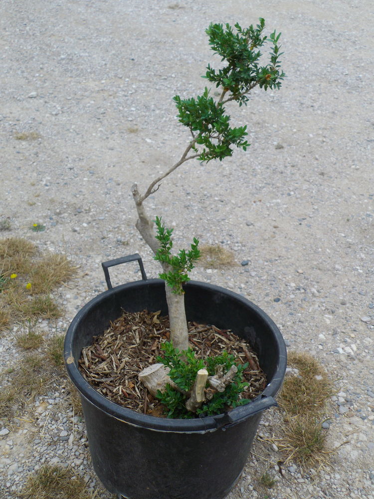  PIED DE BUIS 25 Aix-en-Provence (13)