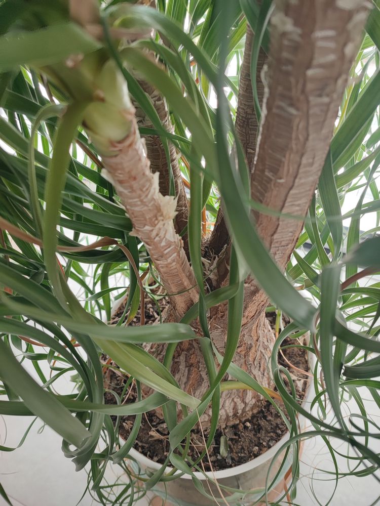 PIED D'�L�PHANT 25 ans de 150 cms 120 Saint-G�r�on (44)