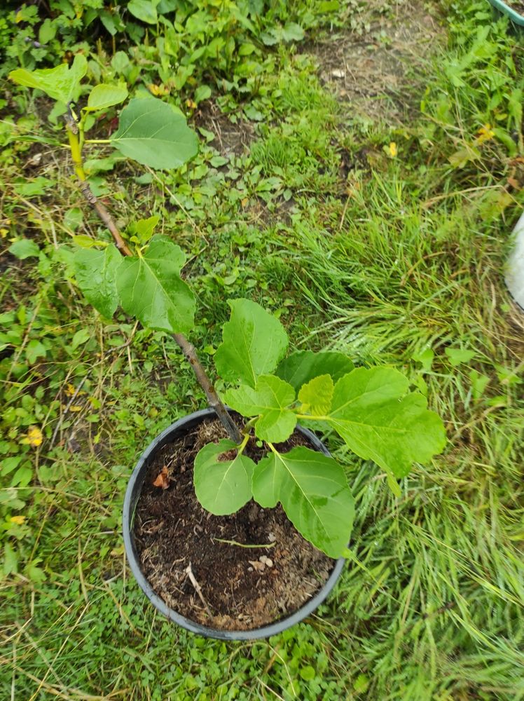 Pied de figuier 10 Bogny-sur-Meuse (08)