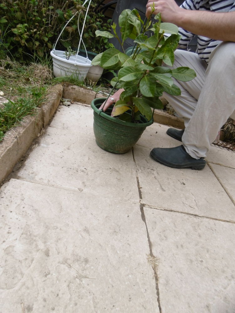 pied de Laurier, 3 branches, environ 55 cm 8 Villars-les-Dombes (01)