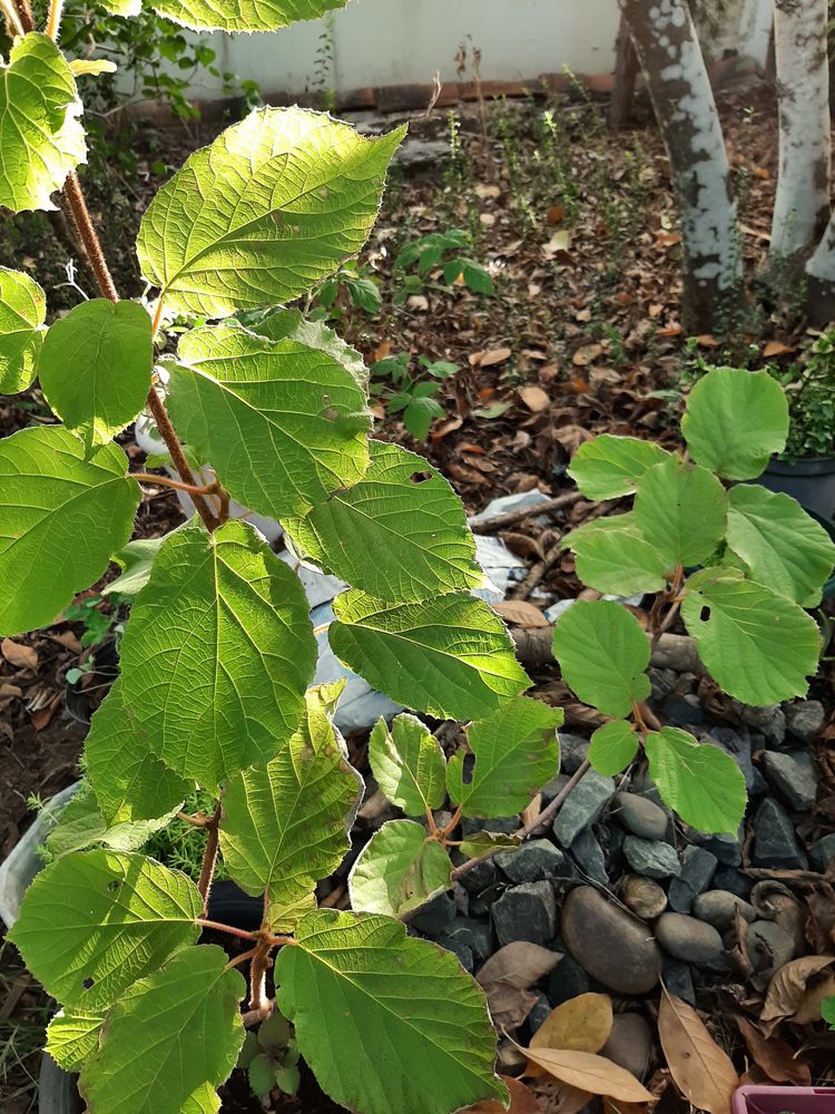 PIED m�le KIWI JAUNE -GOLD 10 Mont-de-Marsan (40)