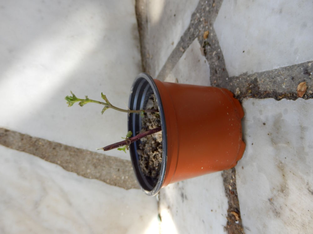 Pied de menthe 1 �vry (91)