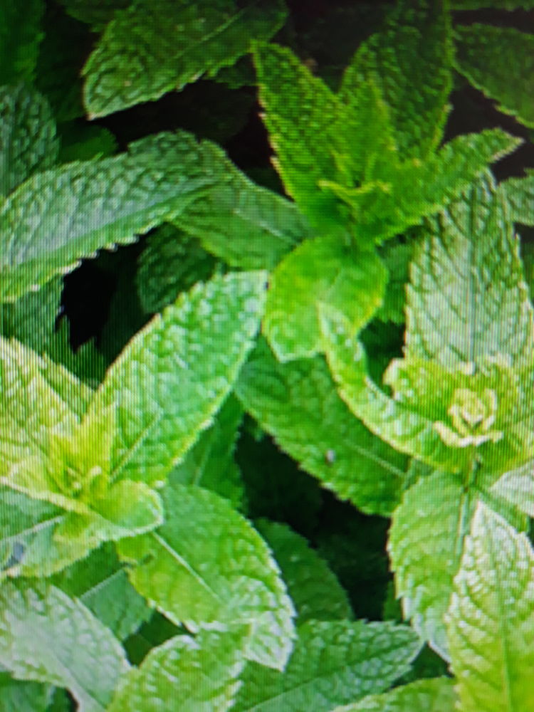 Pied de menthe 2 Andelnans (90)