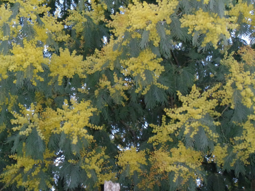  pied de mimosa mesurant entre 80cm et 1m20 5 Lanvallay (22)