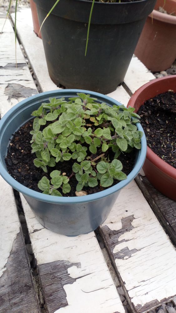 Pied d'origan 0 Battrans (70)