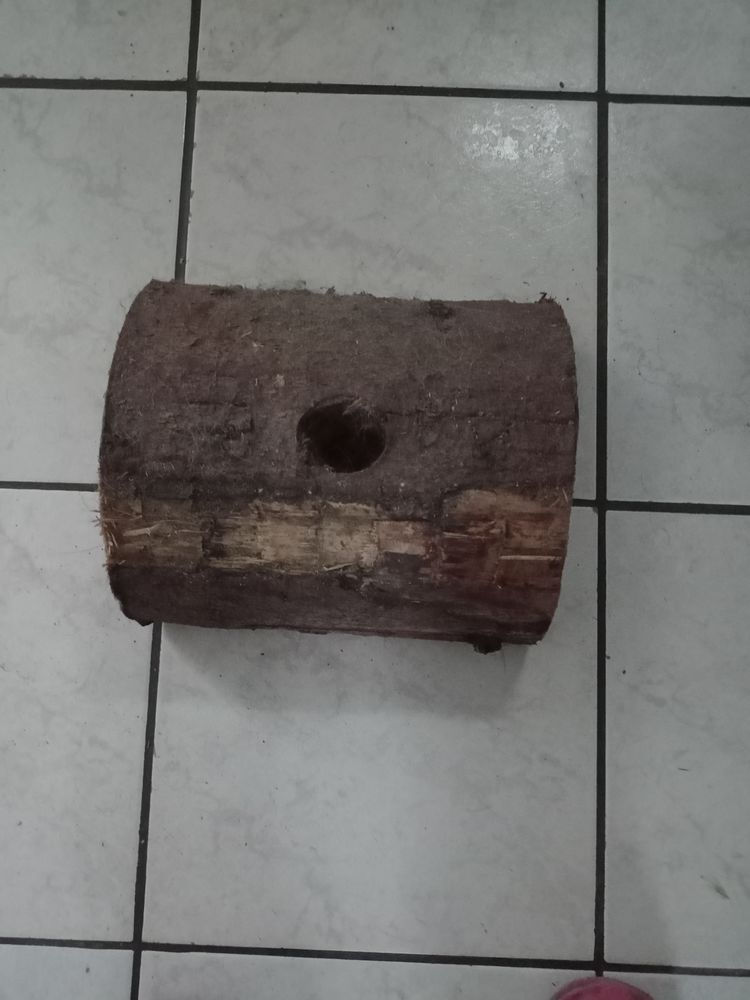 Pied de sapin 5 Fublaines (77)