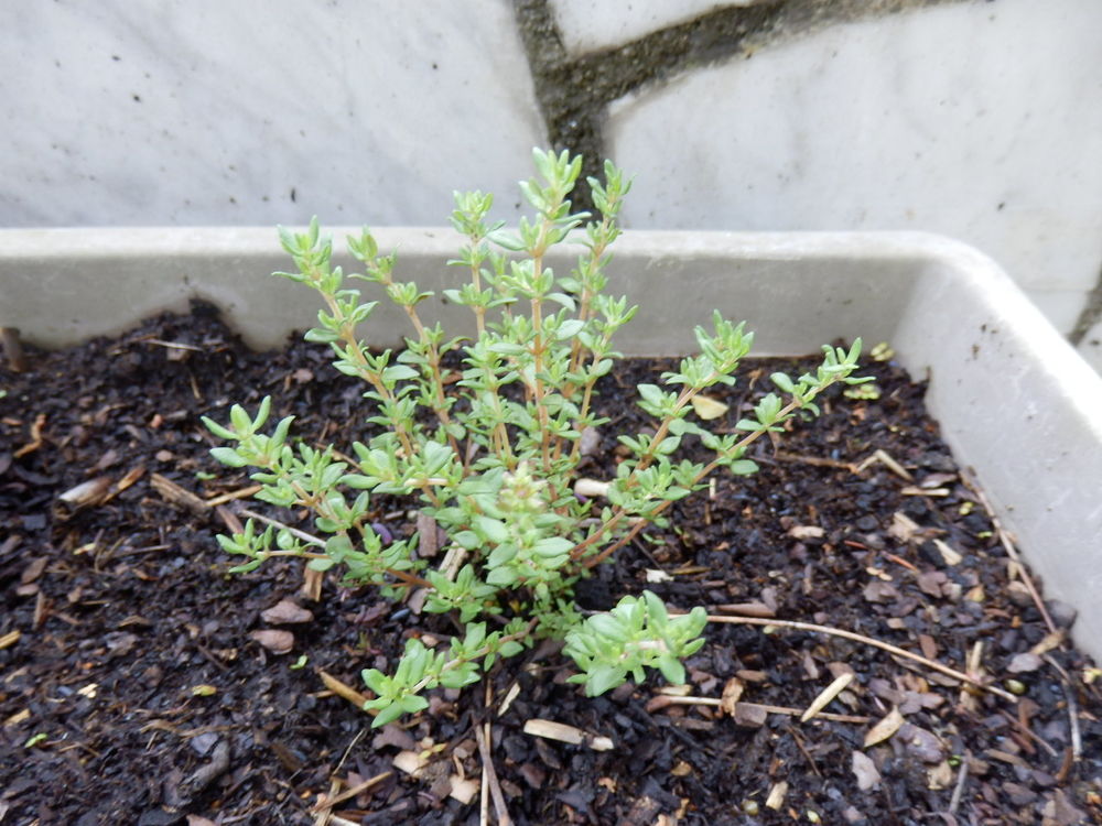 Pied de thym 2 �vry (91)