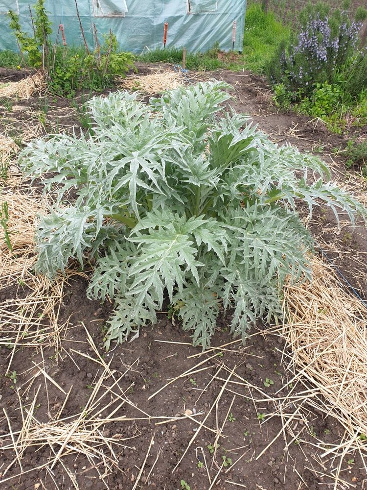 pieds d'artichauts 8 Clermont (60)