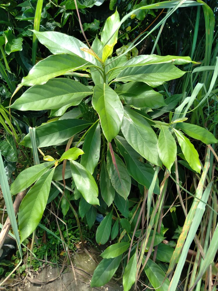 Pieds d'avocatiers 10 La R�union (97)