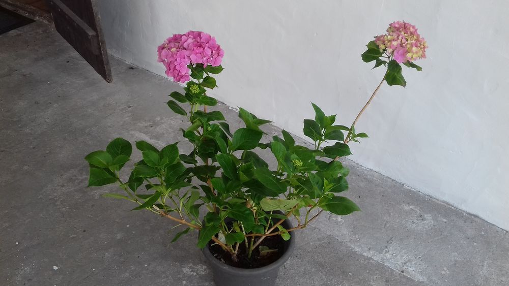 POT de 3 PIEDS D'HORTENSIAS ROSES 20 Boucau (64)