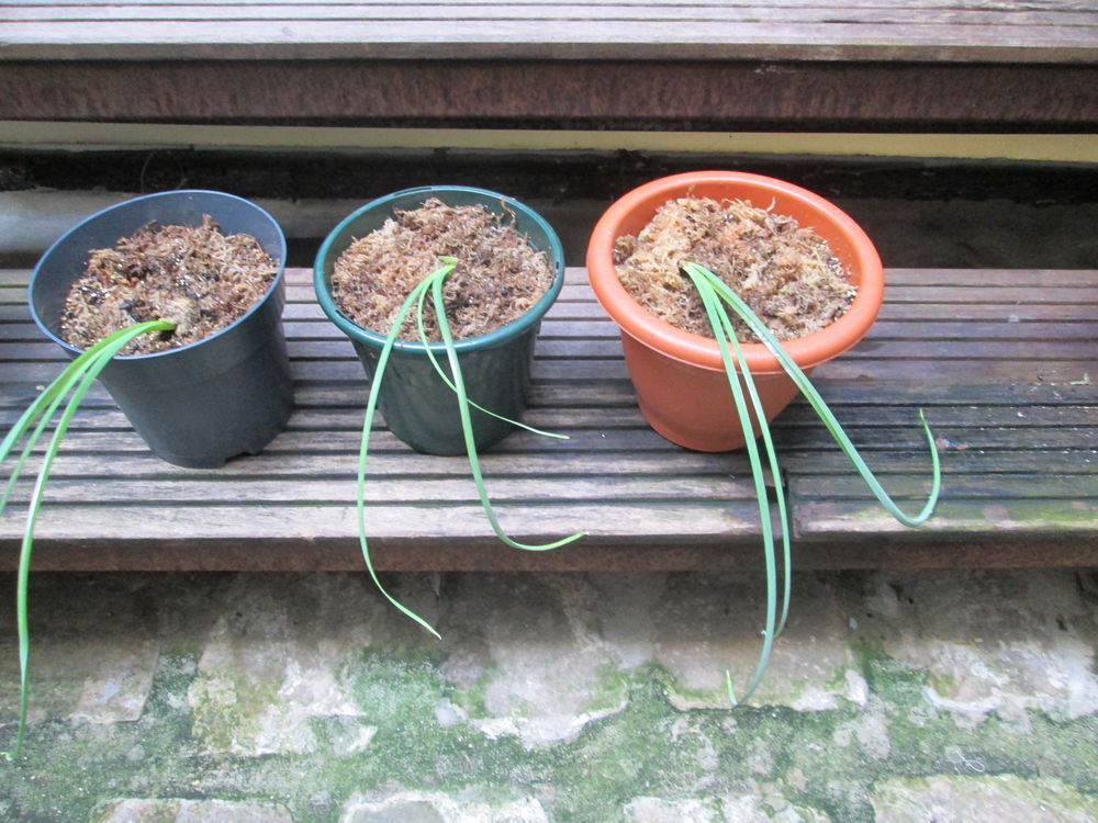 pieds d'Iris 0 Paris 20 (75)