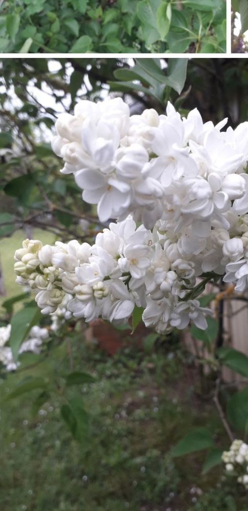 Pieds de lilas 10 Saunay (37)