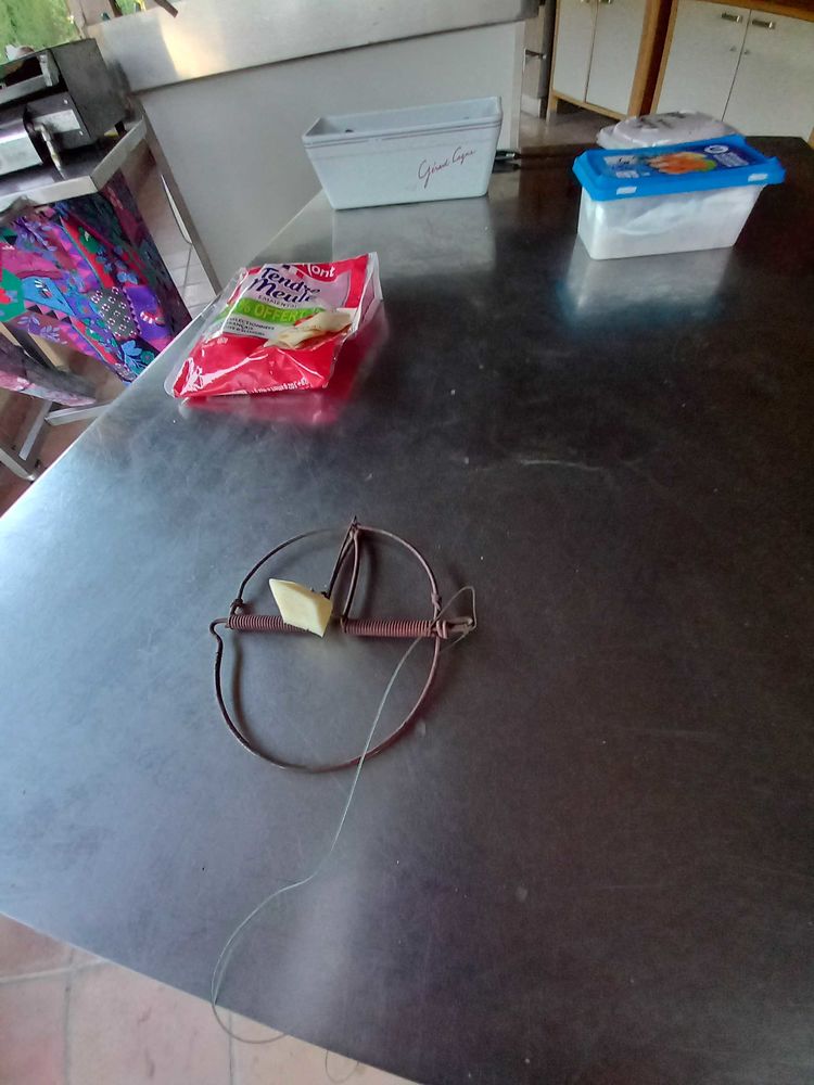 PIEGES A RATS 50 Auribeau-sur-Siagne (06)