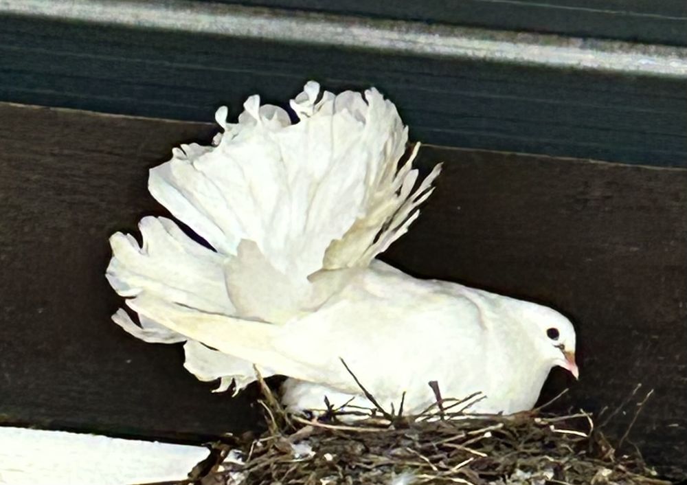 pigeon pan 10 Amendeuix-Oneix (64)