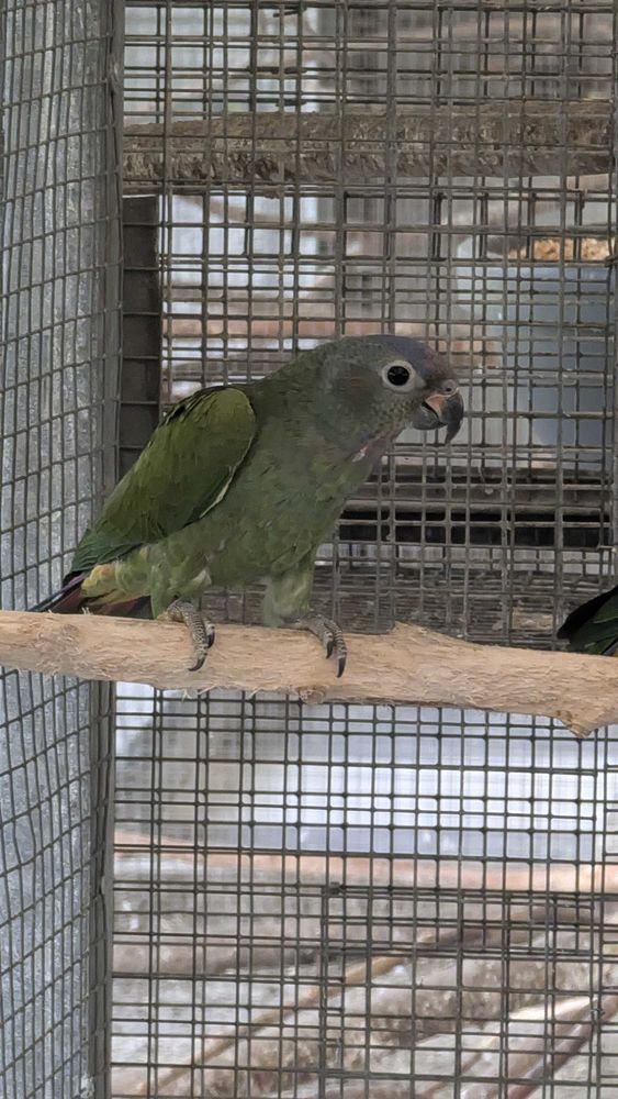 pionus menstruus 590 Amiens (80)