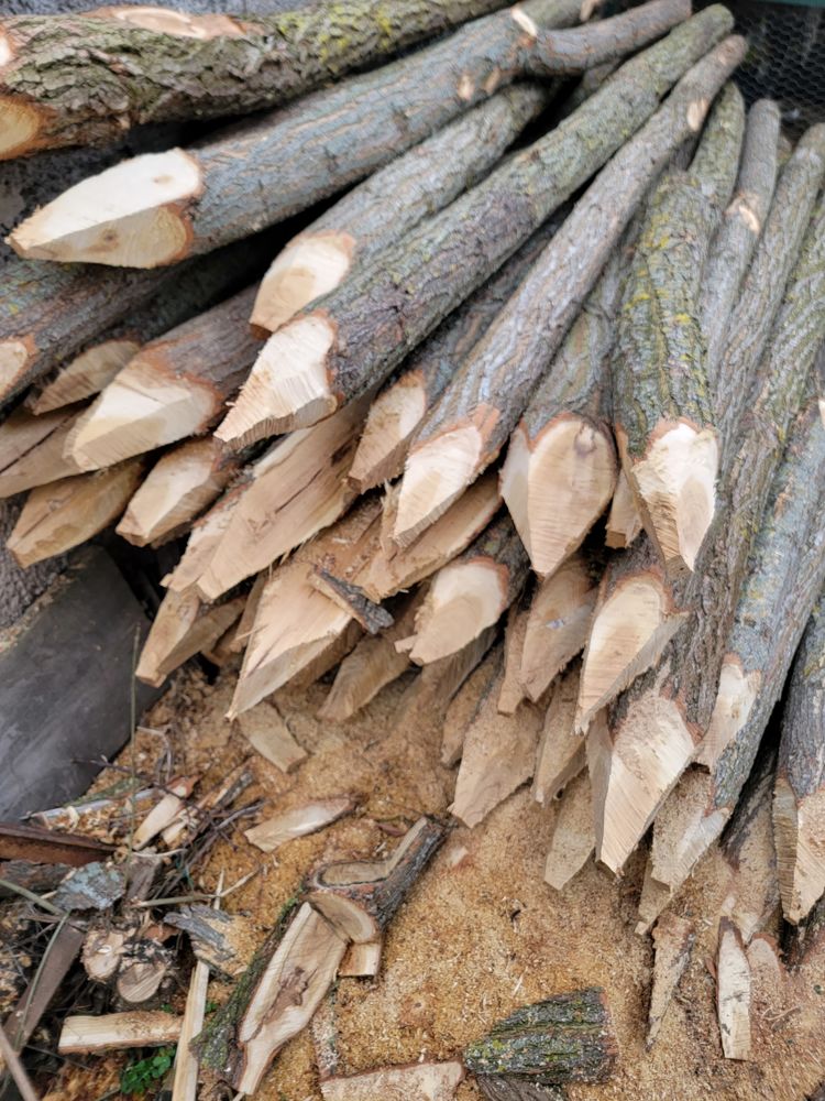 Piquet acacia 4 Saint-Cirgues-sur-Couze (63)