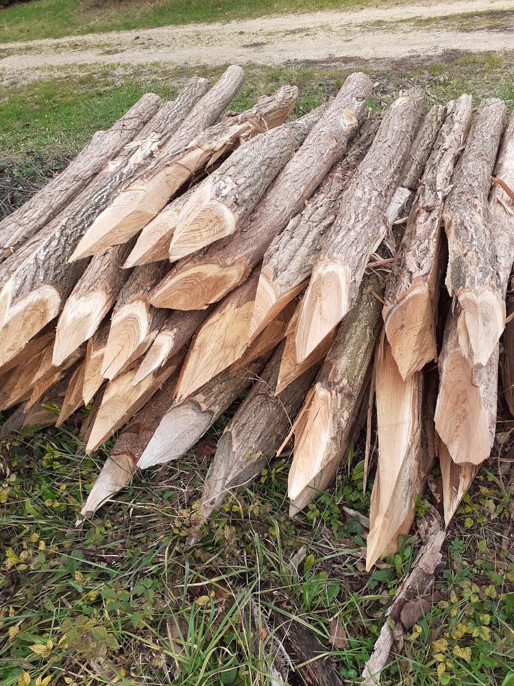 Piquet d.accacias 4 Beaufort-en-Vall�e (49)