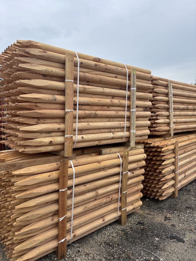 PIQUET -Pin Maritime 6 Saint-Porquier (82)