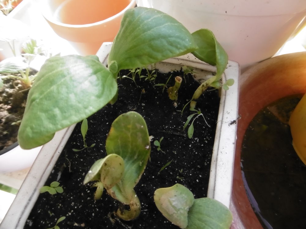 plan de courge 3 Villars-les-Dombes (01)