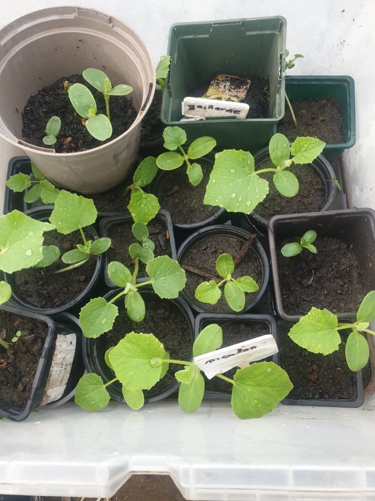 plan de melon 2 Clermont (60)