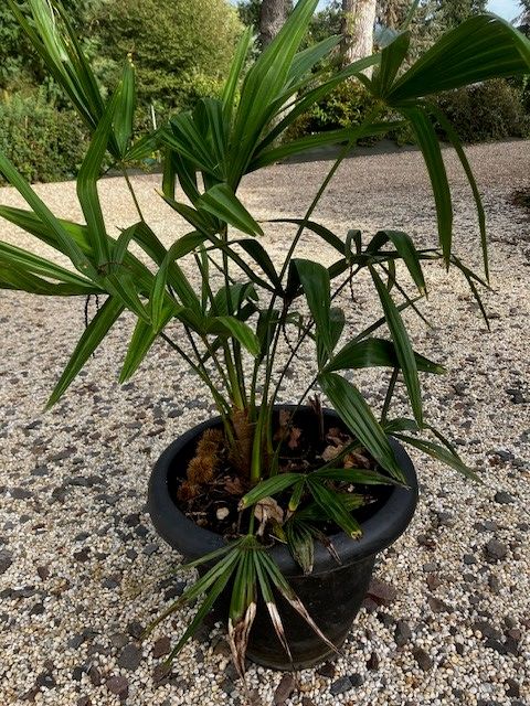 Plan de palmier chanvre  en pot de 70 cms de haut, 4 St Symphorien (35)