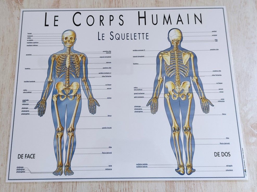 Planches plastifi�es le corps humain 4 Metz (57)