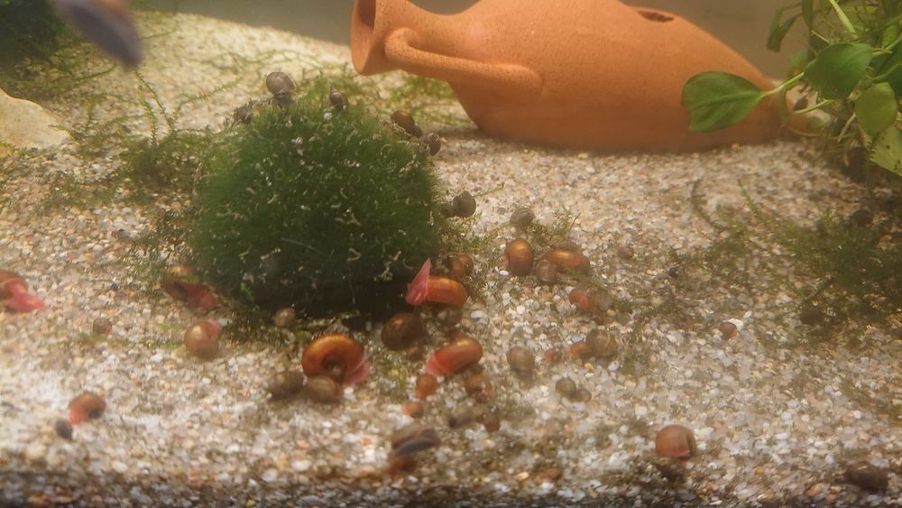 Planorbes et physes (don) 0 Meyzieu (69)