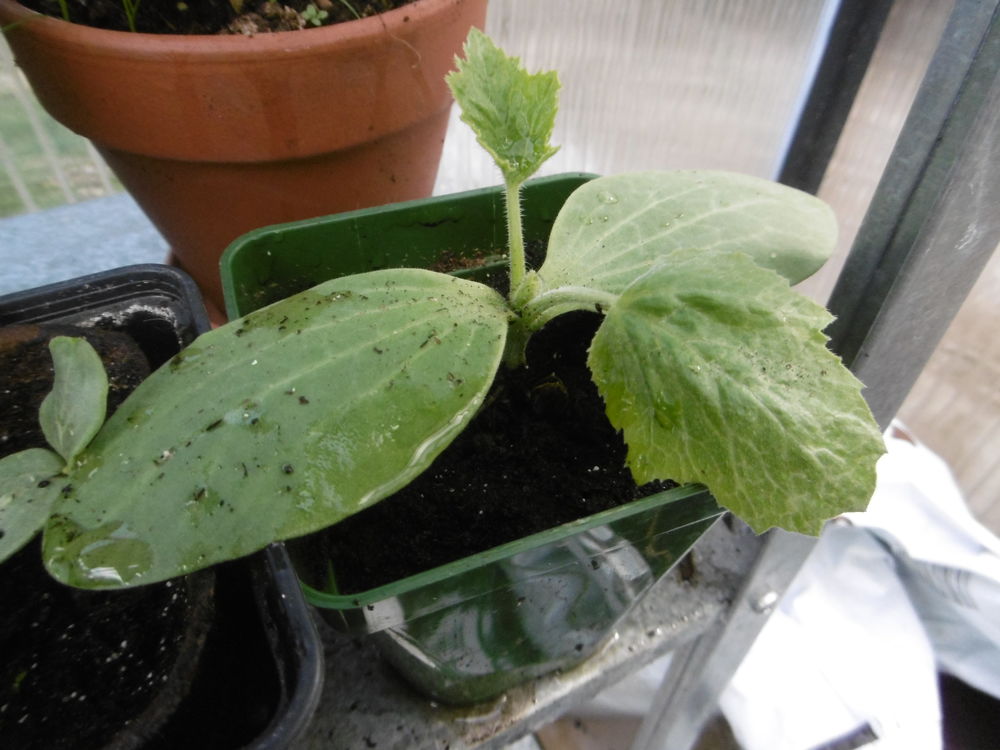 plans de courgette longues et rondes 3 Villars-les-Dombes (01)