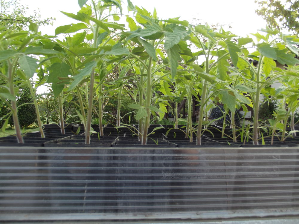 plans de pieds de tomates 1.5 Buissy (62)