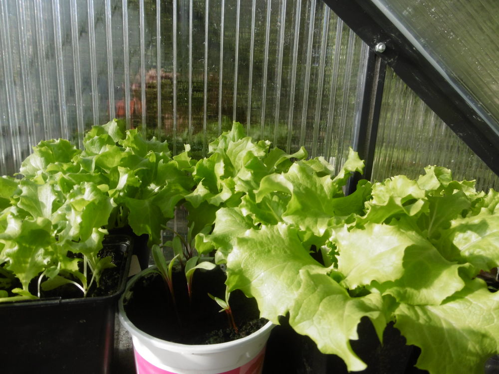 plans de salade- laitues 3 Villars-les-Dombes (01)