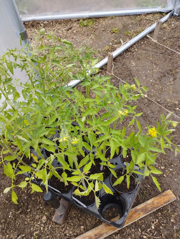 plans de tomates anciennes 1 Vr�ly (80)