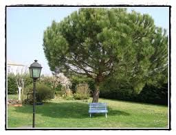 1 plant de pin d'alep 3 D�gagnac (46)