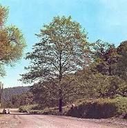 1 plant d'aulne 4 D�gagnac (46)