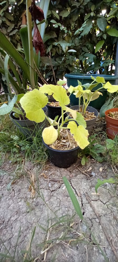 Plant courge butternut 2 La Roquette-sur-Siagne (06)