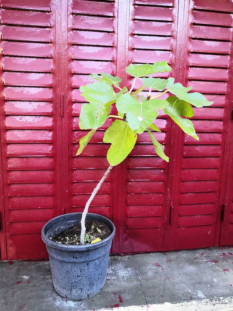 Plant de Figuier � figues blanches 48 La Seyne-sur-Mer (83)