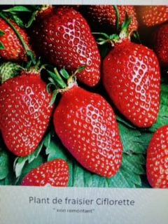 Plant de fraisier 5 Lempdes (63)