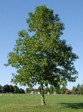 1 plant de frene 4 D�gagnac (46)