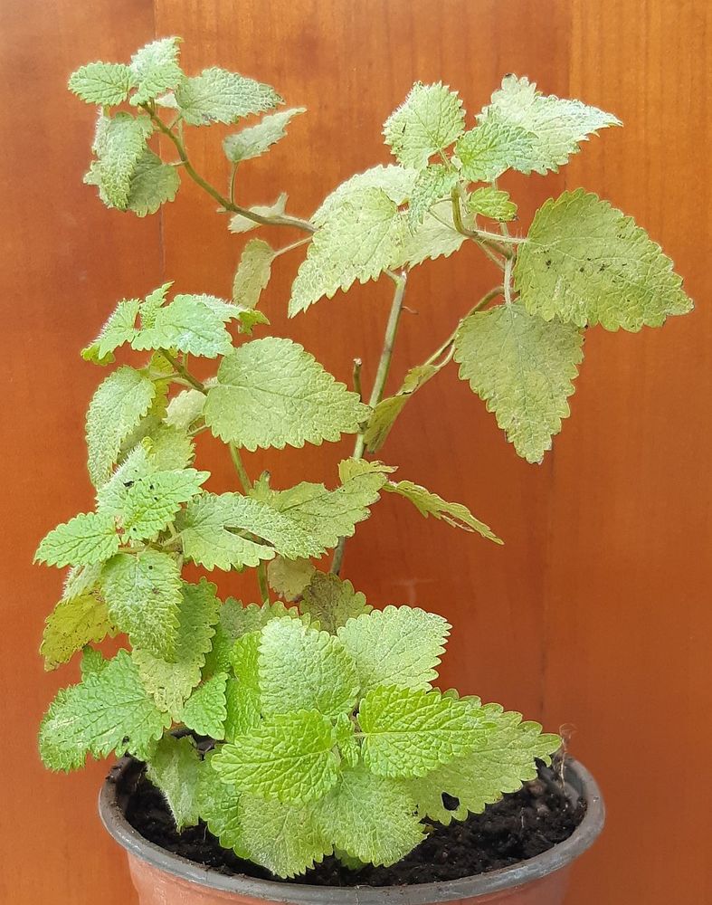 Plant de m�lisse citronnelle officinale Bio 7 La Seyne-sur-Mer (83)