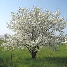 1 plant de merisier 3 D�gagnac (46)