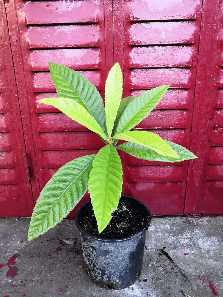 plant de N�flier du Japon (bibacier, loquat) de 30 cm env 35 La Seyne-sur-Mer (83)