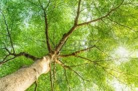 1 plant de noyer d'amerique ou noyer a bois 6 D�gagnac (46)