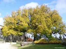 1 plant de noyer a bois ou noyer americain 6 Rampoux (46)