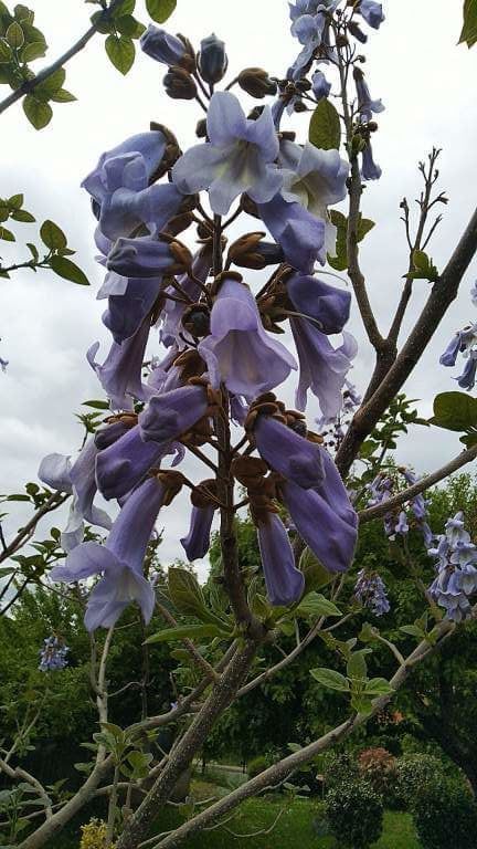 Plant de Paulownia Tomentosa (Paulownia imp�rial) 10 Ch�tillon-le-Duc (25)
