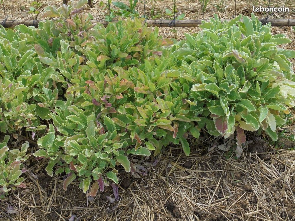 Plant rare vivace ancien perpetuel graines 3 Contres (41)