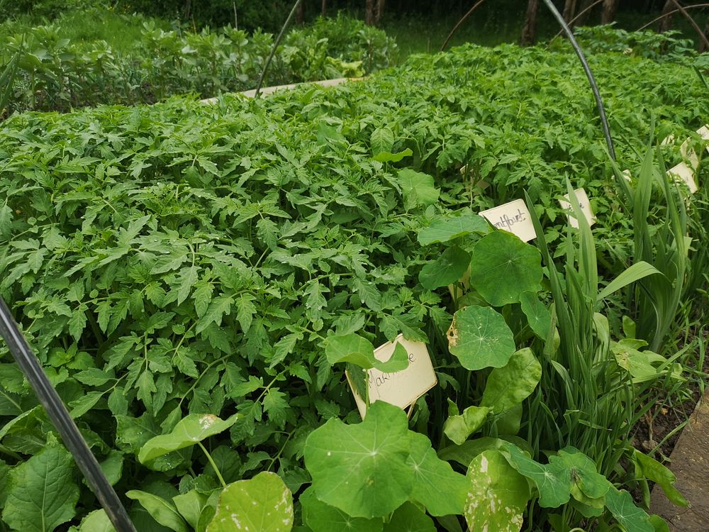 Plant de tomates 1 Verneuil-sur-Avre (27)