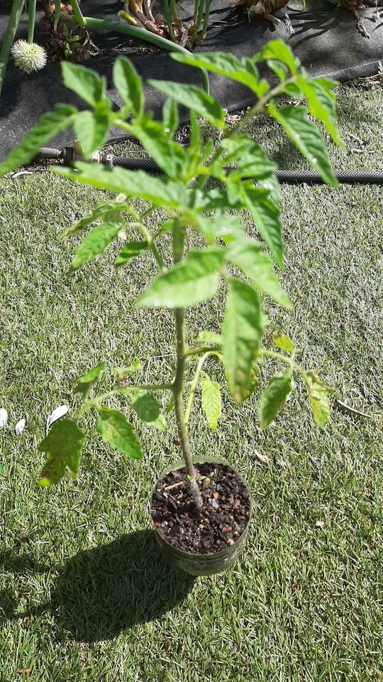 Plant de tomates 0 Seiches-sur-le-Loir (49)
